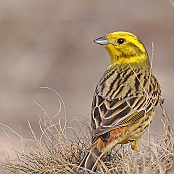 Yellowhammer  "Emberiza citrinella"